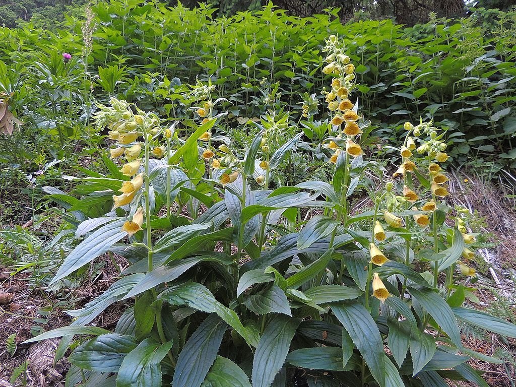Dedaleira grande amarela (Digitalis grandiflora)
