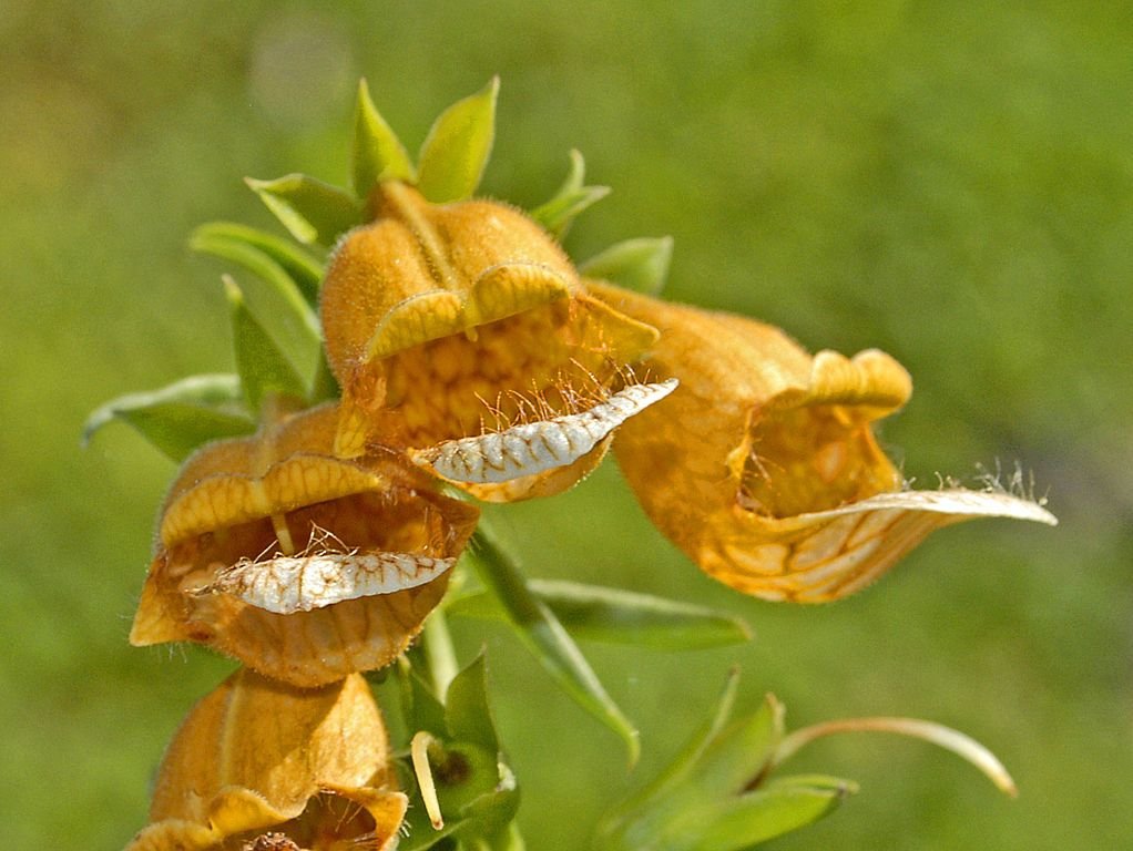 Dedaleira laevigata (Digitalis laevigata)