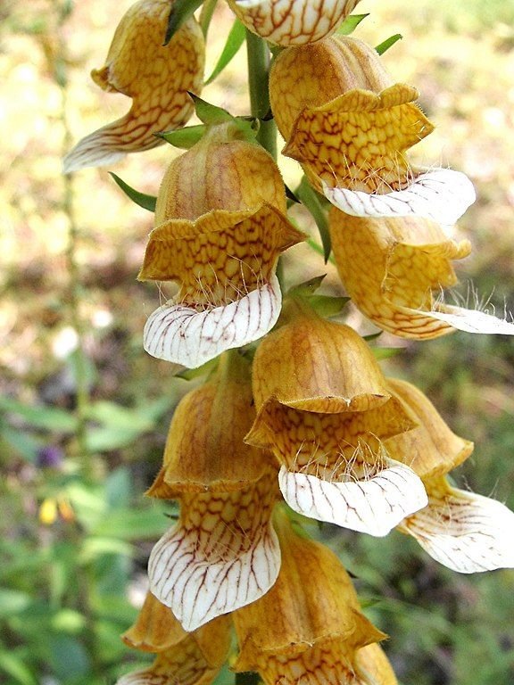 Como plantar Dedaleira laevigata (Digitalis laevigata)_1