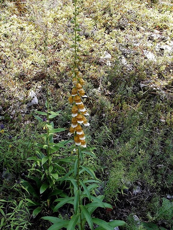 Onde plantar Dedaleira laevigata (Digitalis laevigata)_2
