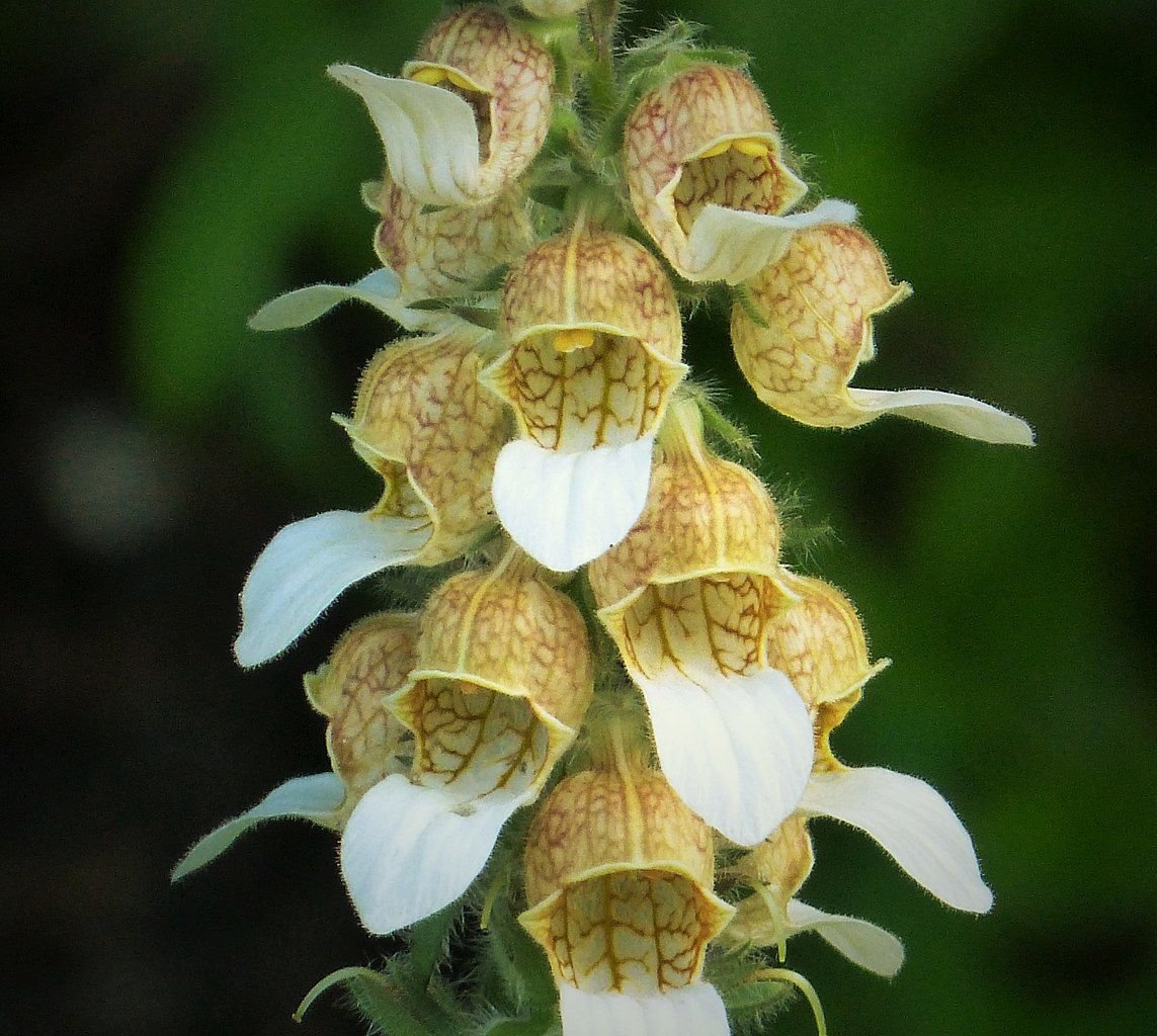 Dedaleira lanata (Digitalis lanata)