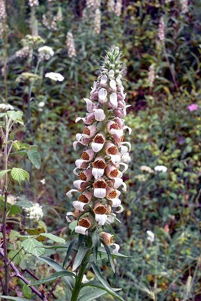 Como plantar Dedaleira lanata (Digitalis lanata)_1