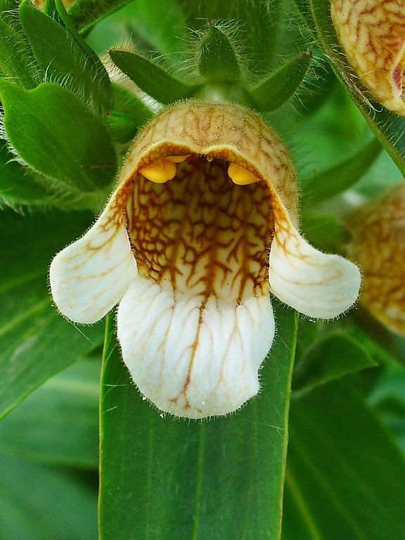 Onde plantar Dedaleira lanata (Digitalis lanata)_2