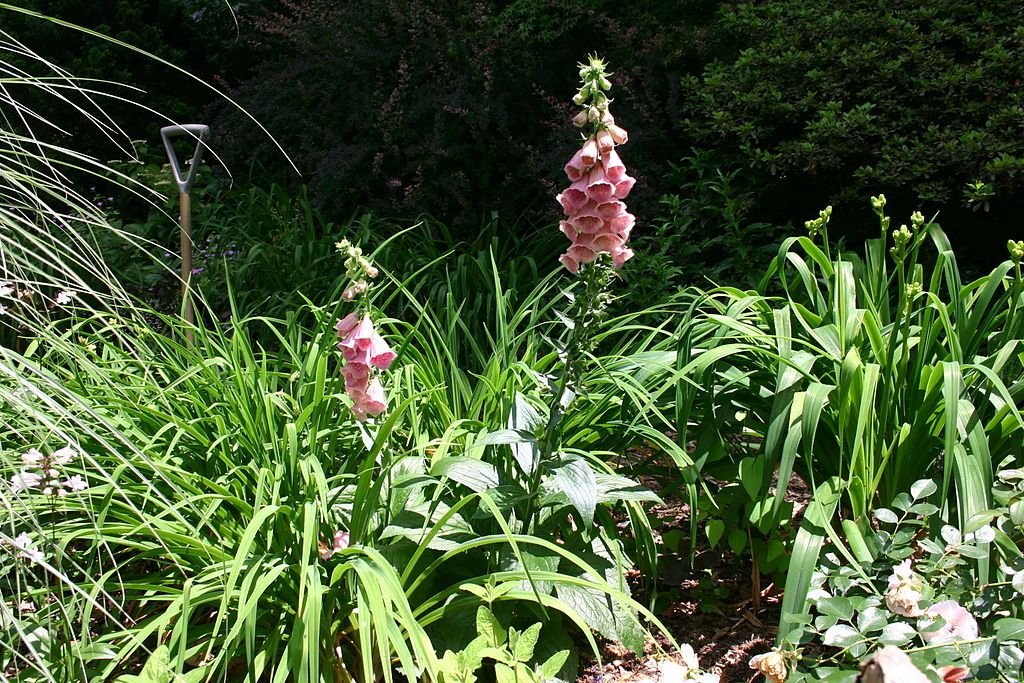 Dedaleira mertonensis (Digitalis × mertonensis)