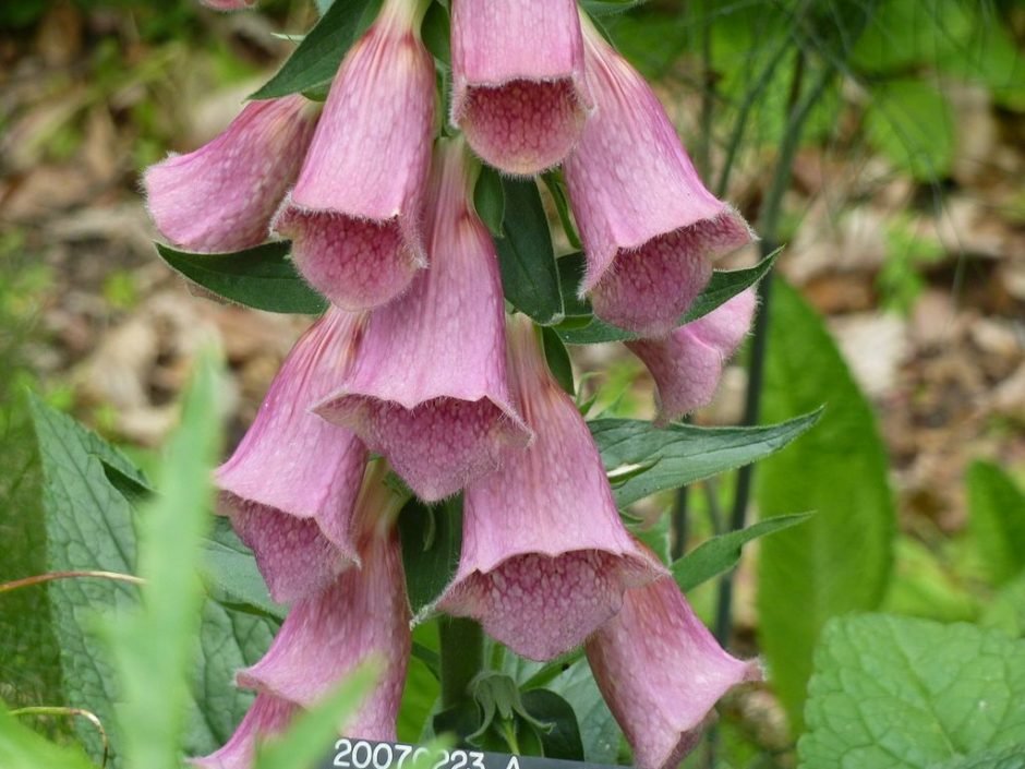 Como plantar Dedaleira mertonensis (Digitalis × mertonensis)_1