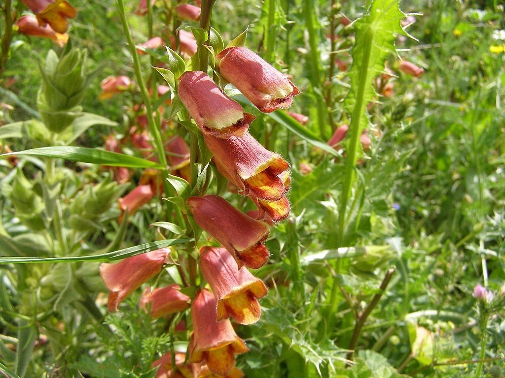 Dedaleira obscura (Digitalis obscura)
