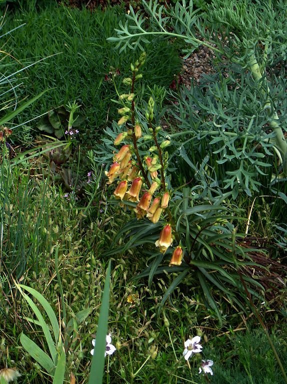 Como plantar Dedaleira obscura (Digitalis obscura)_1
