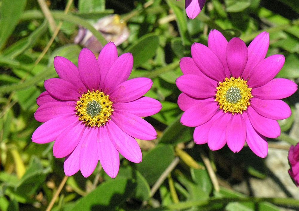 Margarida africana (Osteospermum jucundum)