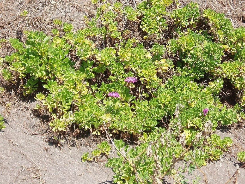 Como plantar Margarida africana (Osteospermum jucundum)_1