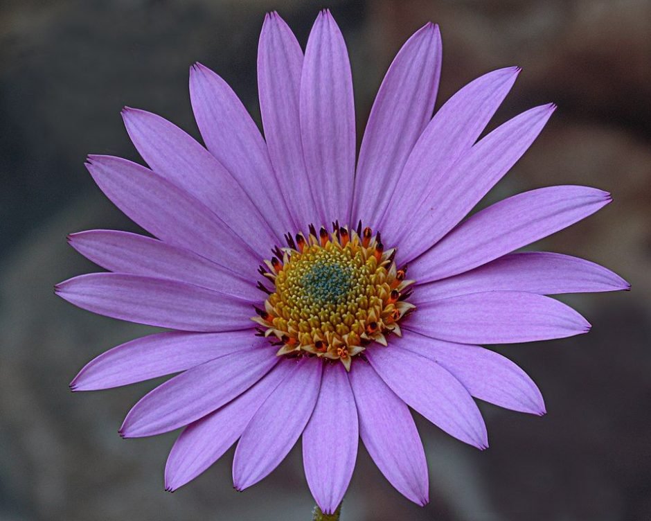 Onde plantar Margarida africana (Osteospermum jucundum)_2