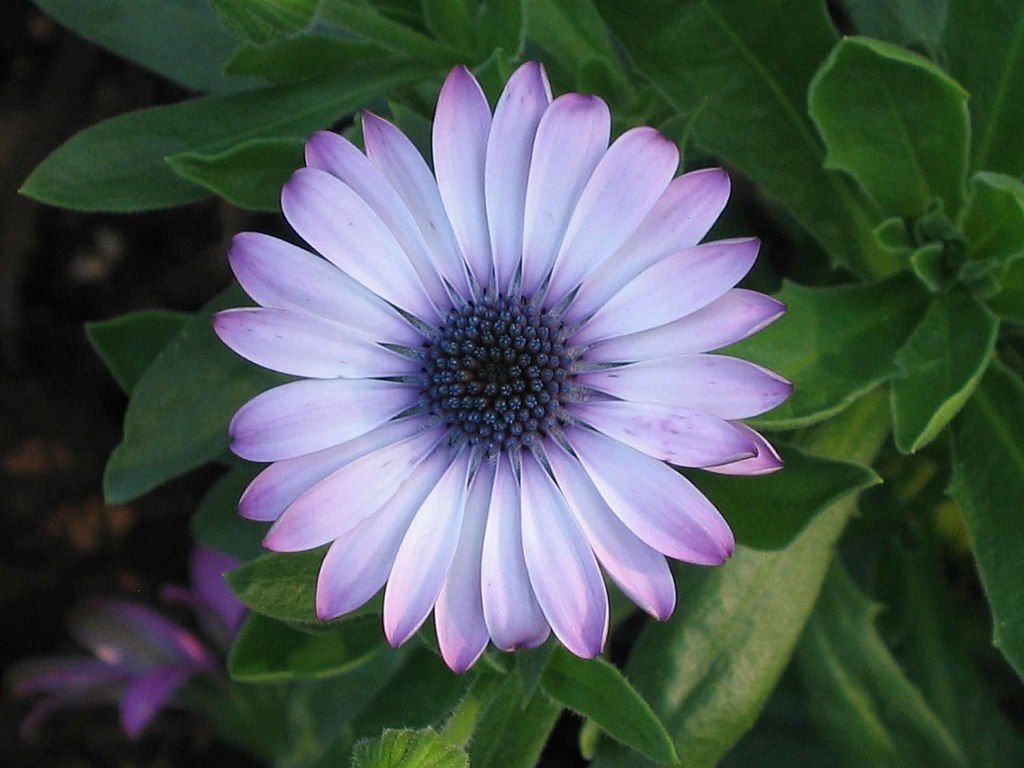 Margarida-do-cabo 'Laidy Leitrim' (Osteospermum 'Lady Leitrim')