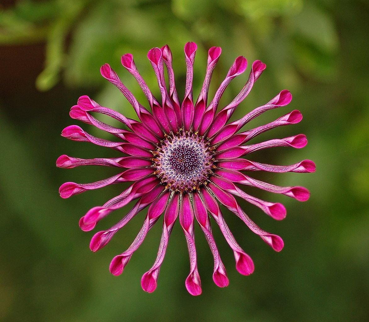 Margarida-do-cabo 'Pink Whirls' (Osteospermum 'Pink Whirls')