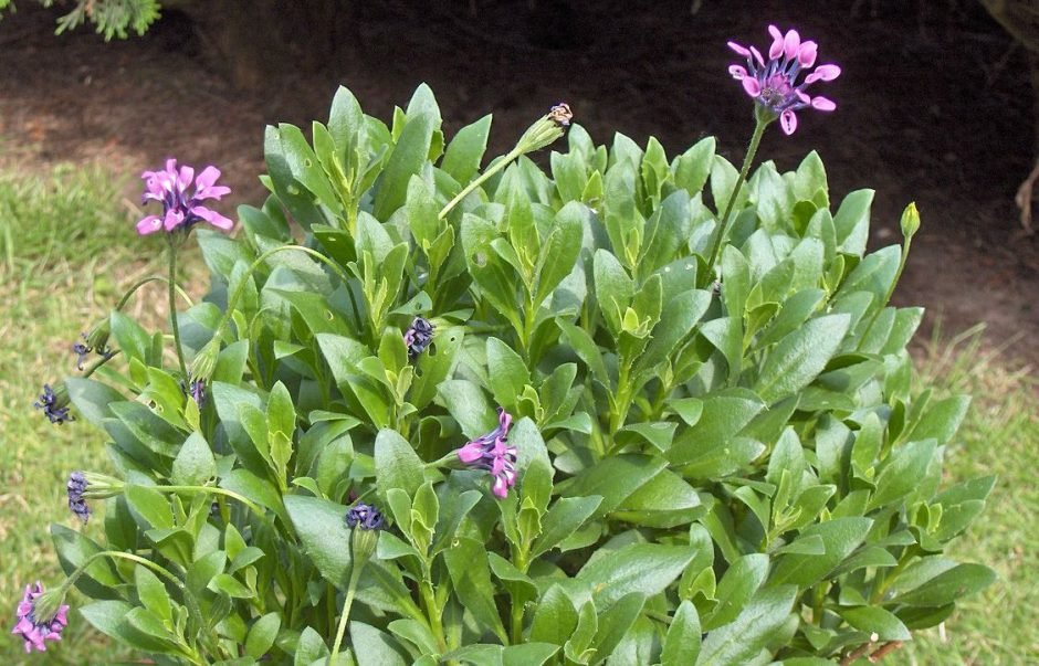 Como plantar Margarida-do-cabo 'Pink Whirls' (Osteospermum 'Pink Whirls')_1
