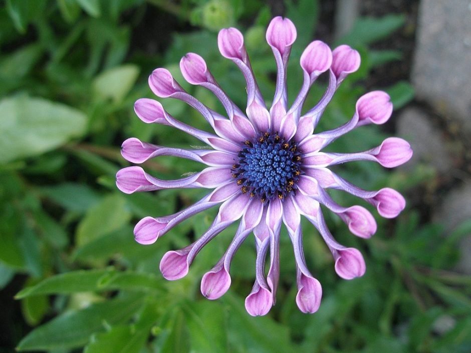 Onde plantar Margarida-do-cabo 'Pink Whirls' (Osteospermum 'Pink Whirls')_2