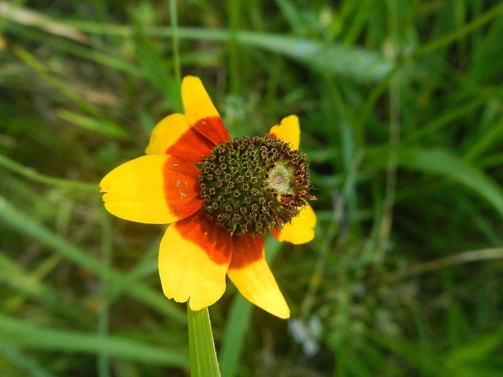 Rudbeckia amplexicaulis (Rudbeckia amplexicaulis)