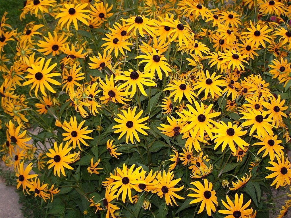 Rudbeckia fulgida (Rudbeckia fulgida)
