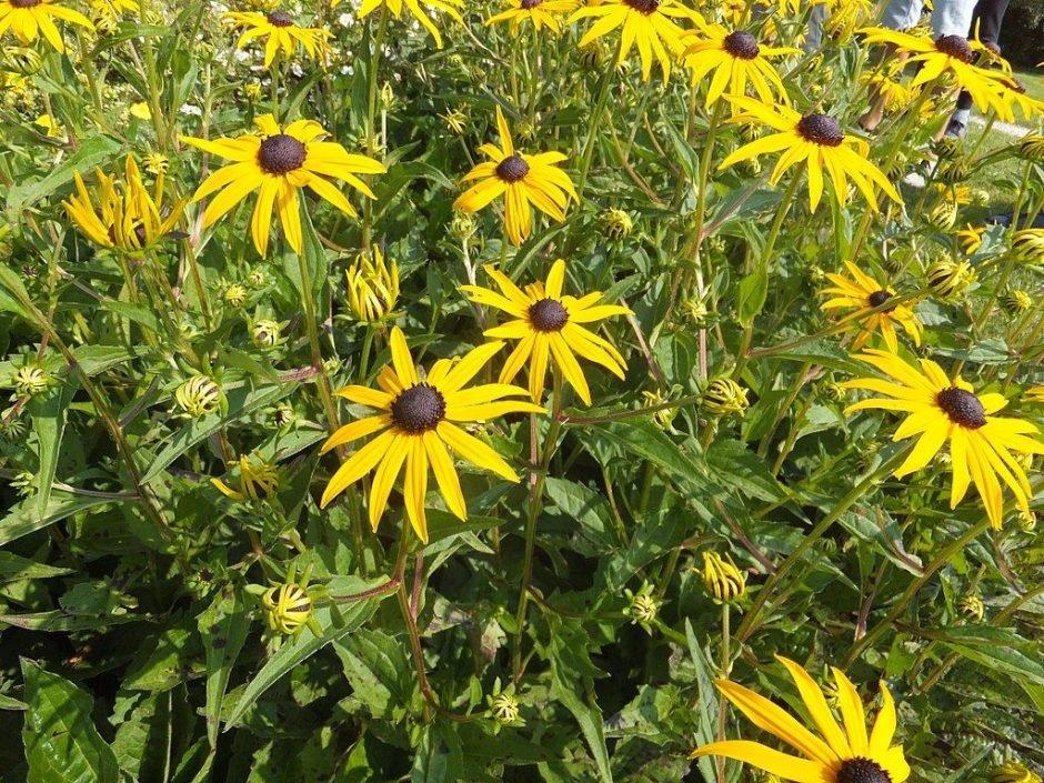 Como plantar Rudbeckia fulgida (Rudbeckia fulgida)_1