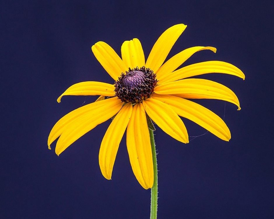 Onde plantar Rudbeckia fulgida (Rudbeckia fulgida)_2
