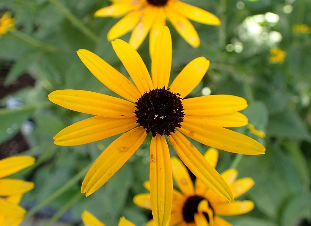 Rudbeckia fulgida var. deamii (Rudbeckia fulgida var. deamii)