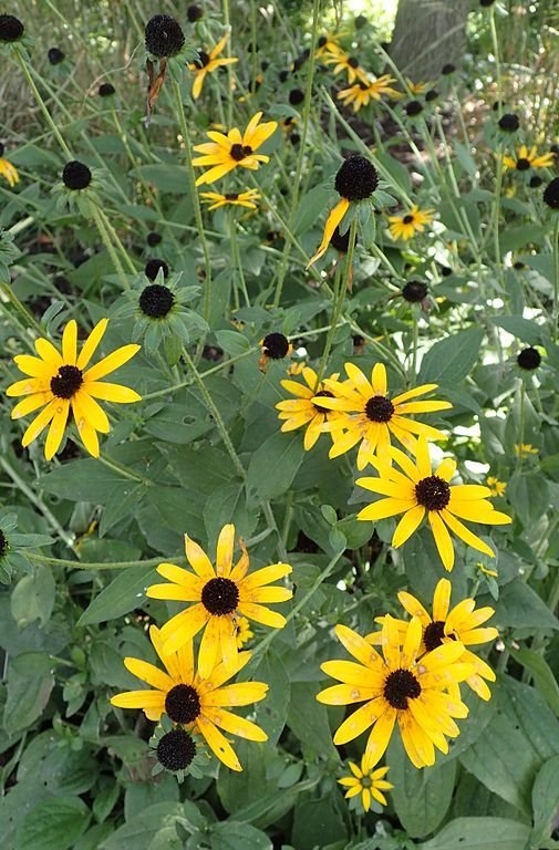 Como plantar Rudbeckia fulgida var. deamii (Rudbeckia fulgida var. deamii)_1
