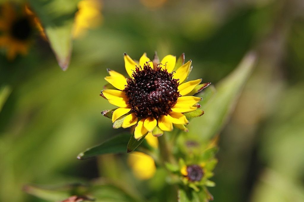 Rudbeckia fulgida var. speciosa (Rudbeckia fulgida var. speciosa)