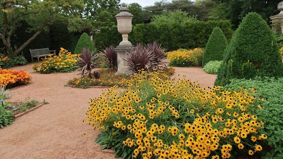 Como plantar Rudbeckia fulgida var. speciosa (Rudbeckia fulgida var. speciosa)_1