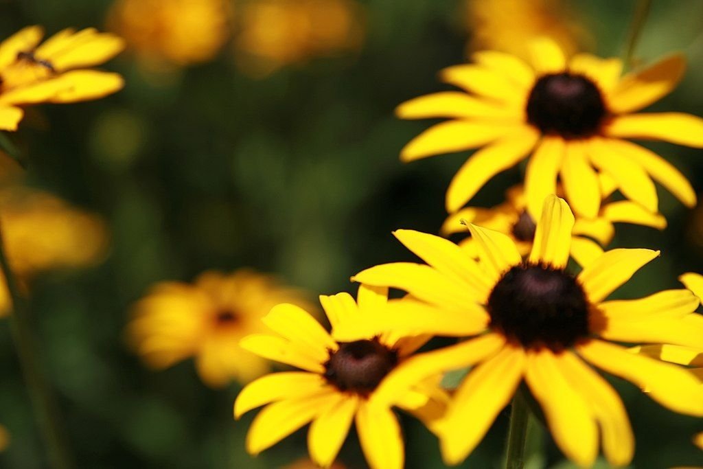 Rudbeckia fulgida var. sullivantii 'Goldsturm' (Rudbeckia fulgida var. sullivantii 'Goldsturm')