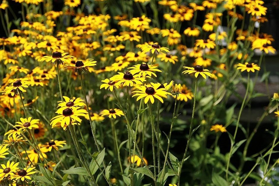 Como plantar Rudbeckia fulgida var. sullivantii 'Goldsturm' (Rudbeckia fulgida var. sullivantii 'Goldsturm')_1