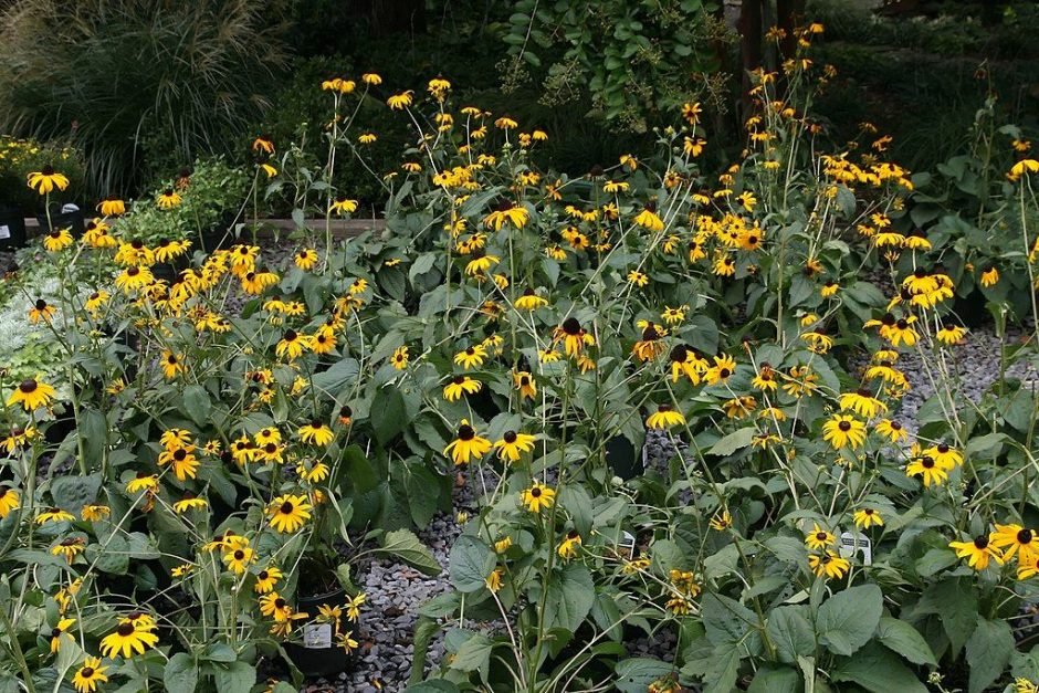 Onde plantar Rudbeckia fulgida var. sullivantii 'Goldsturm' (Rudbeckia fulgida var. sullivantii 'Goldsturm')_2