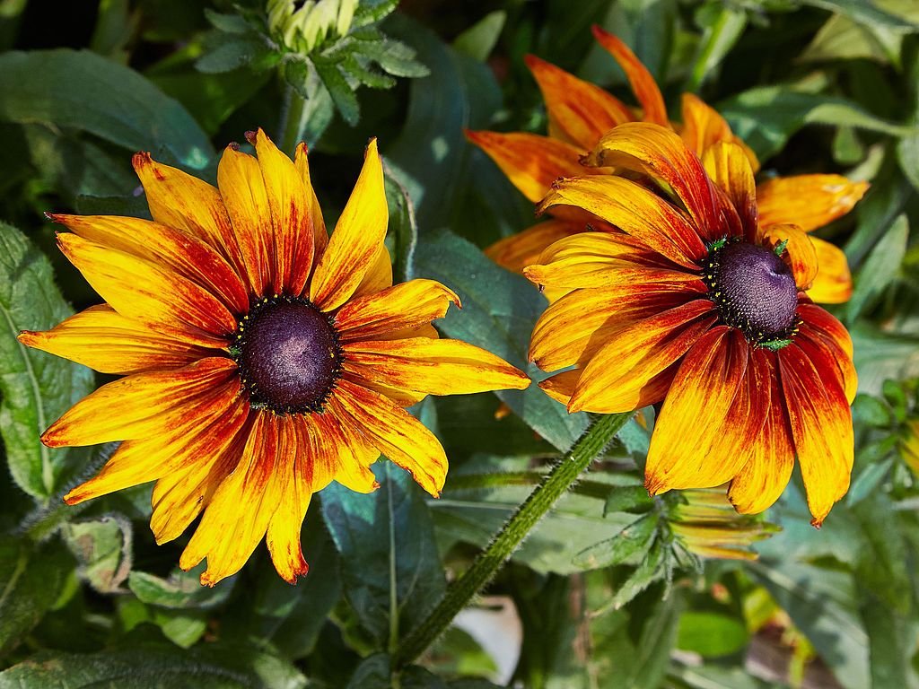 Rudbeckia hirta 'Cappuccino' (Rudbeckia hirta 'Cappuccino')