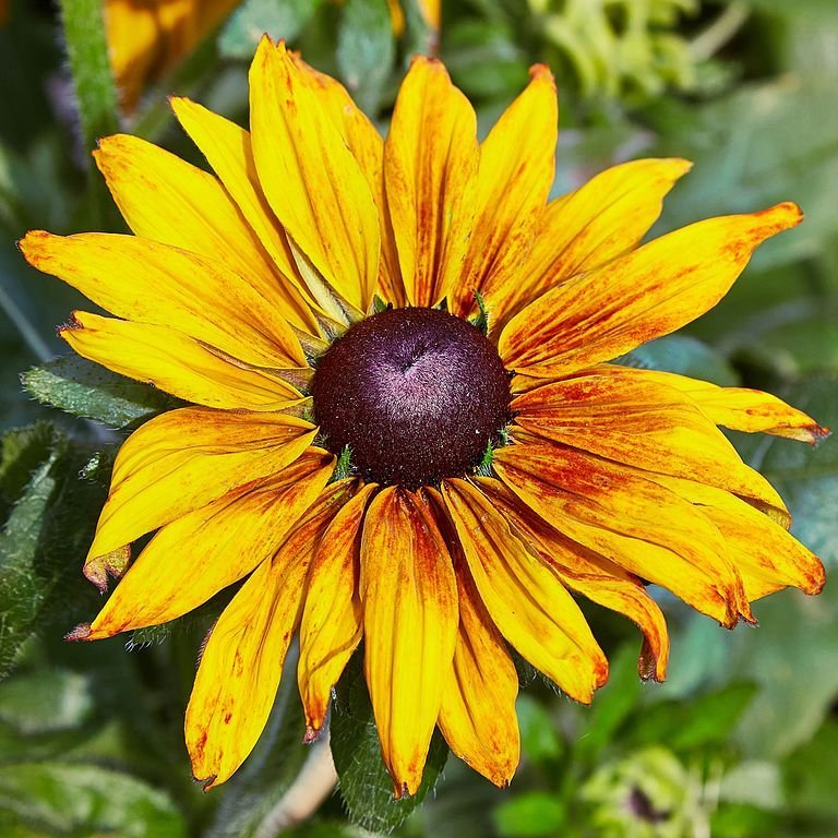 Como plantar Rudbeckia hirta 'Cappuccino' (Rudbeckia hirta 'Cappuccino')_1