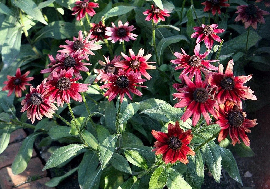 Rudbeckia hirta 'Cherry Brandy' (Rudbeckia hirta 'Cherry Brandy')