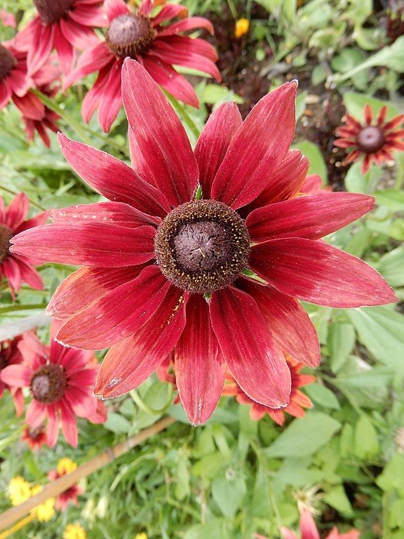 Como plantar Rudbeckia hirta 'Cherry Brandy' (Rudbeckia hirta 'Cherry Brandy')_1