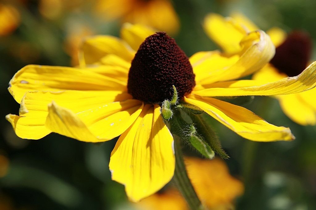 Rudbeckia hirta 'Indian Summer' (Rudbeckia hirta 'Indian Summer')