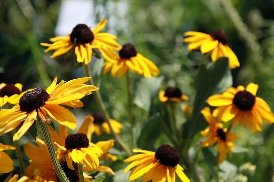 Como plantar Rudbeckia hirta 'Indian Summer' (Rudbeckia hirta 'Indian Summer')_1