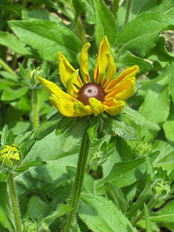 Onde plantar Rudbeckia hirta 'Indian Summer' (Rudbeckia hirta 'Indian Summer')_2