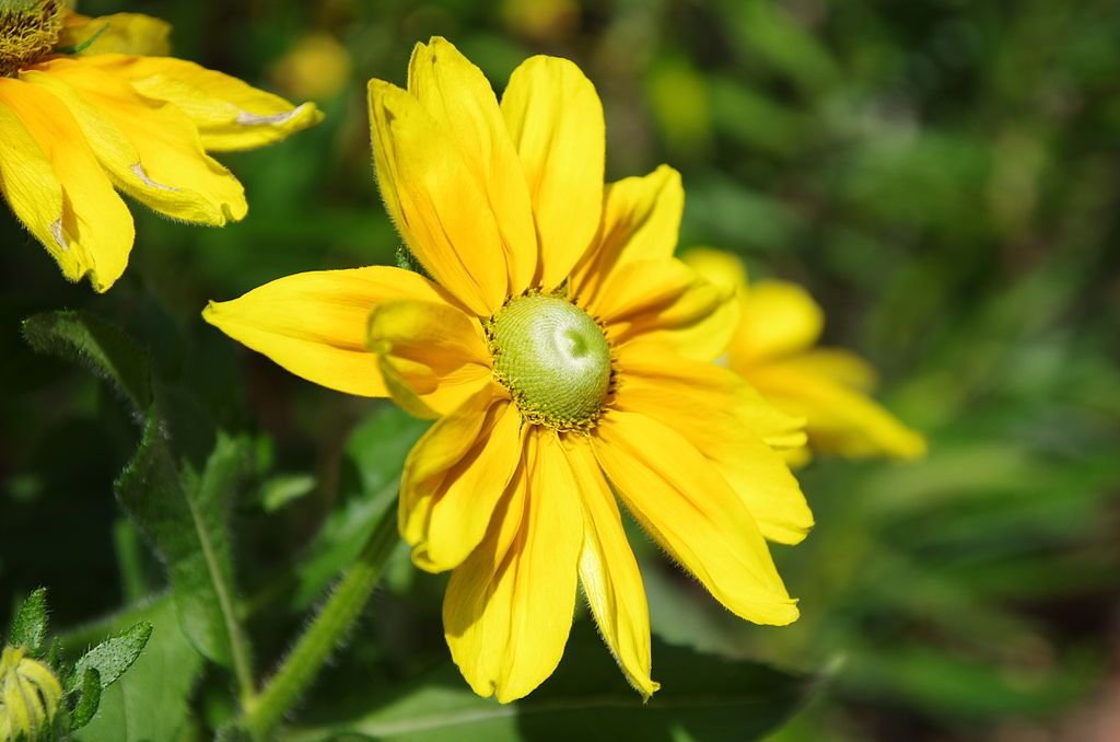 Rudbeckia hirta 'Irish Eyes' (Rudbeckia hirta 'Irish Eyes')