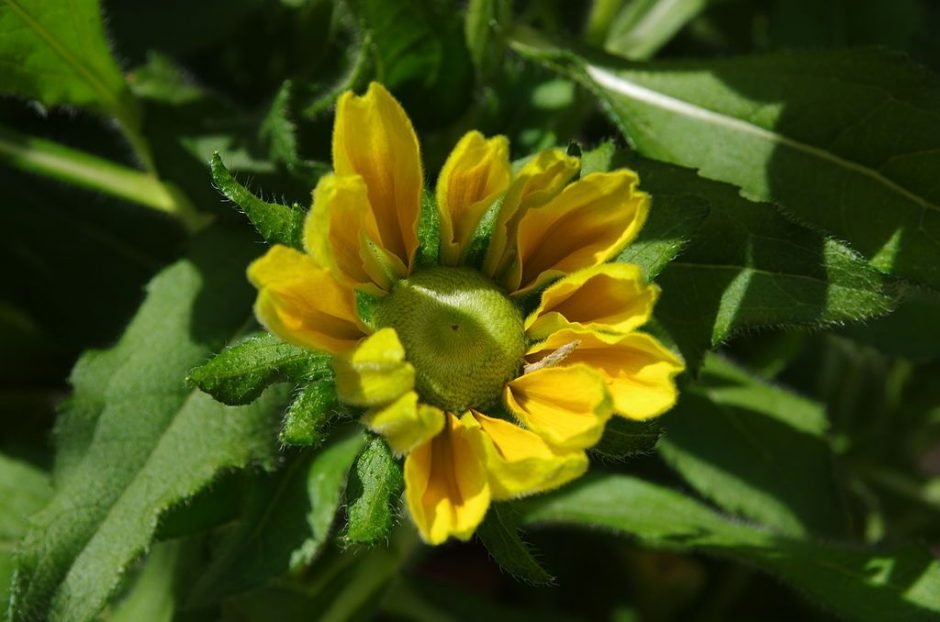 Como plantar Rudbeckia hirta 'Irish Eyes' (Rudbeckia hirta 'Irish Eyes')_1