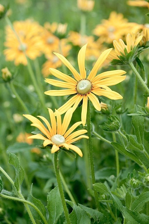 Onde plantar Rudbeckia hirta 'Irish Eyes' (Rudbeckia hirta 'Irish Eyes')_2