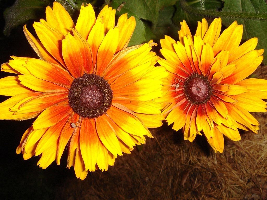 Rudbeckia hirta 'Prairie Sun' (Rudbeckia hirta 'Prairie Sun')