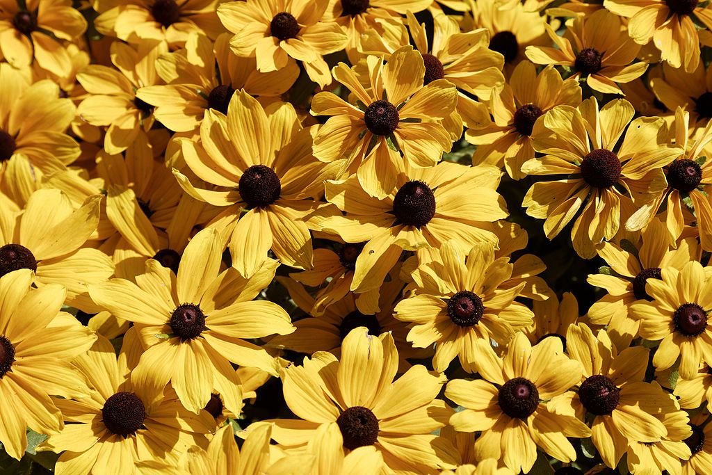 Rudbeckia hirta 'Toto' (Toto Series) (Rudbeckia hirta 'Toto' (Toto Series))