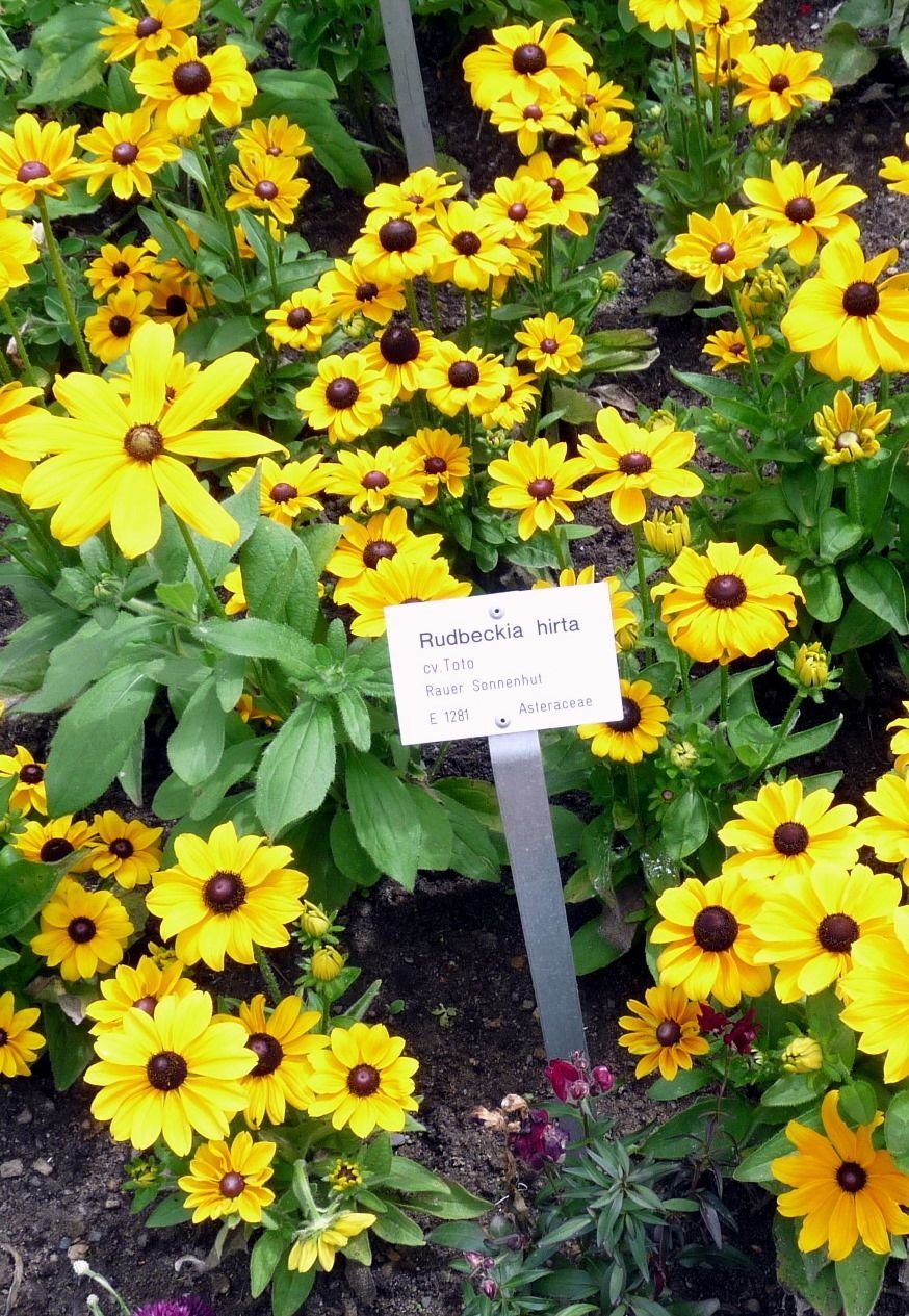 Como plantar Rudbeckia hirta 'Toto' (Toto Series) (Rudbeckia hirta 'Toto' (Toto Series))_1