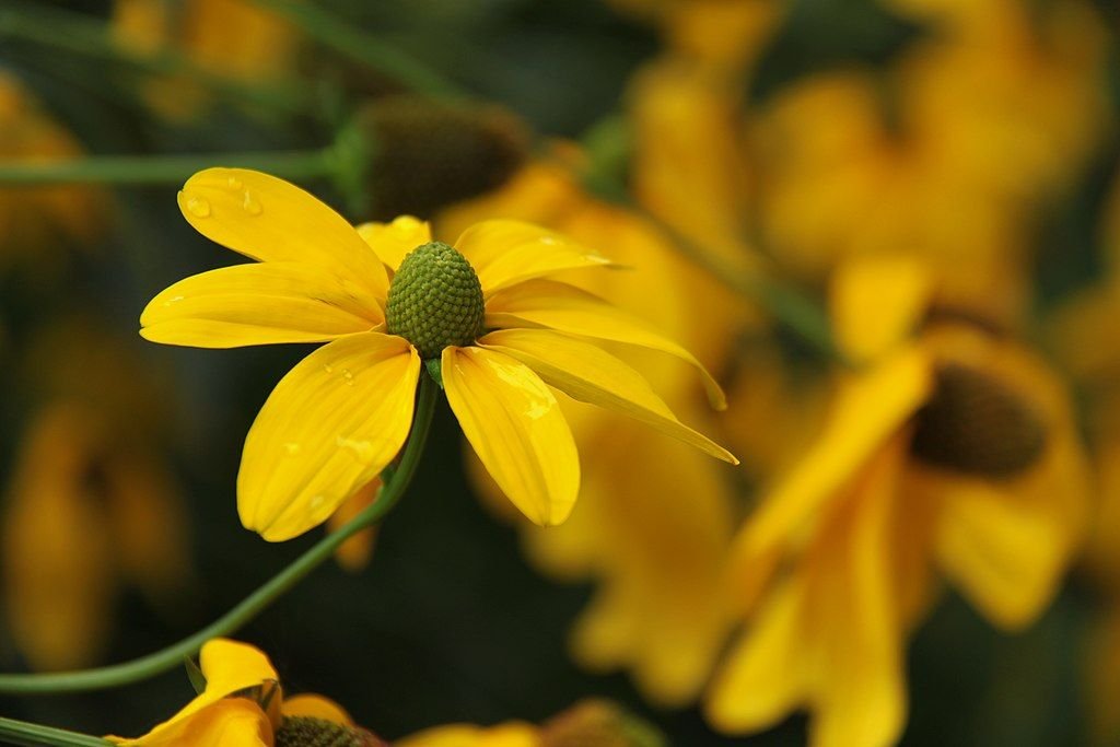 Rudbeckia laciniata 'Herbstsonne' (Rudbeckia laciniata 'Herbstsonne')