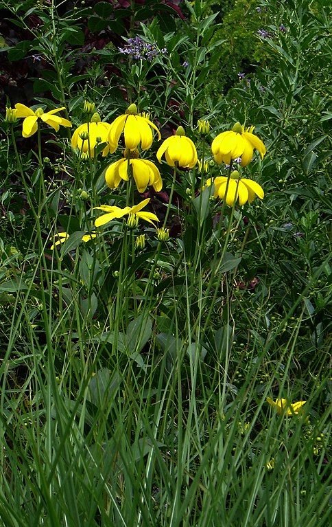 Como plantar Rudbeckia laciniata 'Herbstsonne' (Rudbeckia laciniata 'Herbstsonne')_1