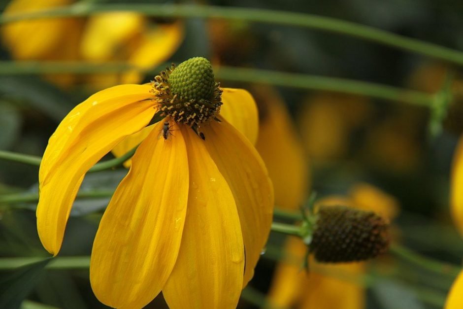 Onde plantar Rudbeckia laciniata 'Herbstsonne' (Rudbeckia laciniata 'Herbstsonne')_2