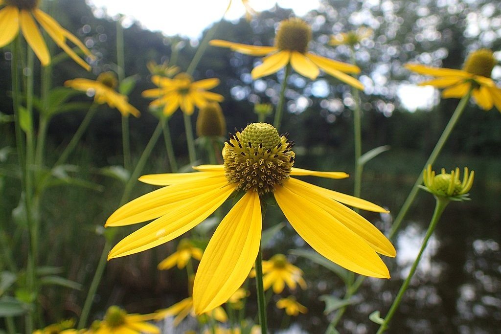 Rudbeckia laciniata (Rudbeckia laciniata)