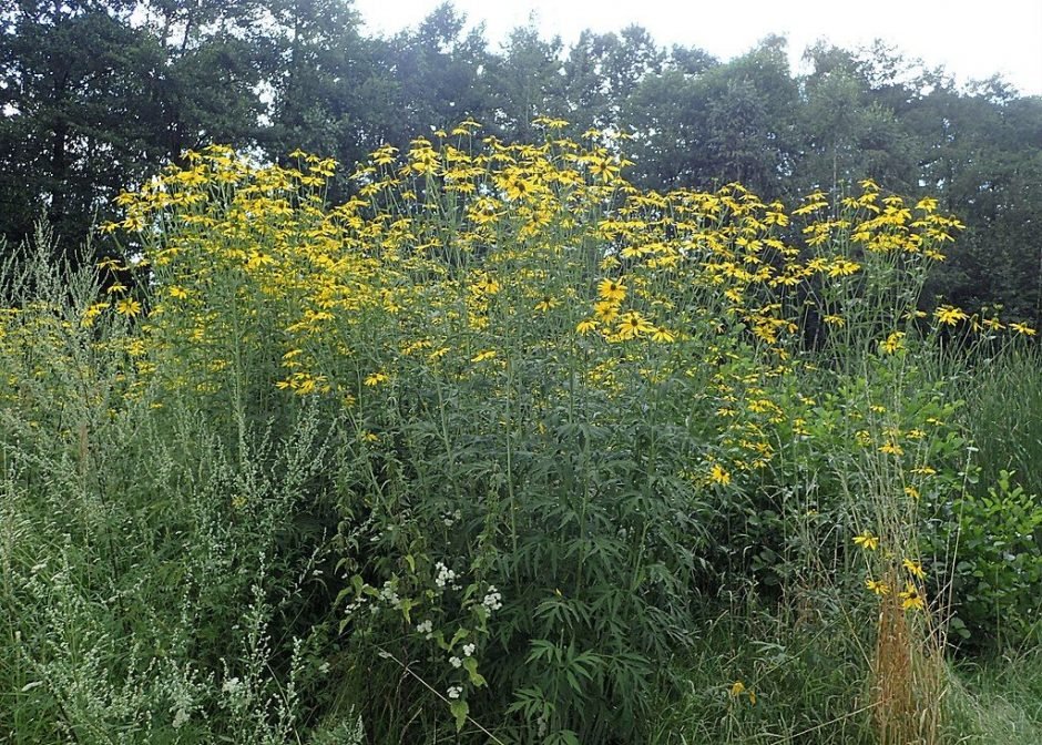 Como plantar Rudbeckia laciniata (Rudbeckia laciniata)_1