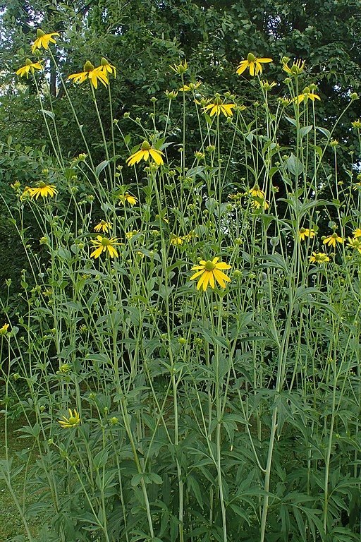 Onde plantar Rudbeckia laciniata (Rudbeckia laciniata)_2