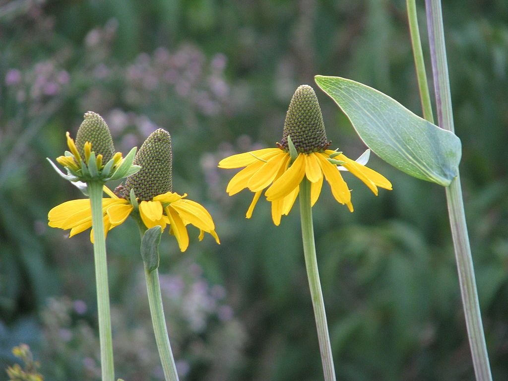 Rudbeckia maxima (Rudbeckia maxima)