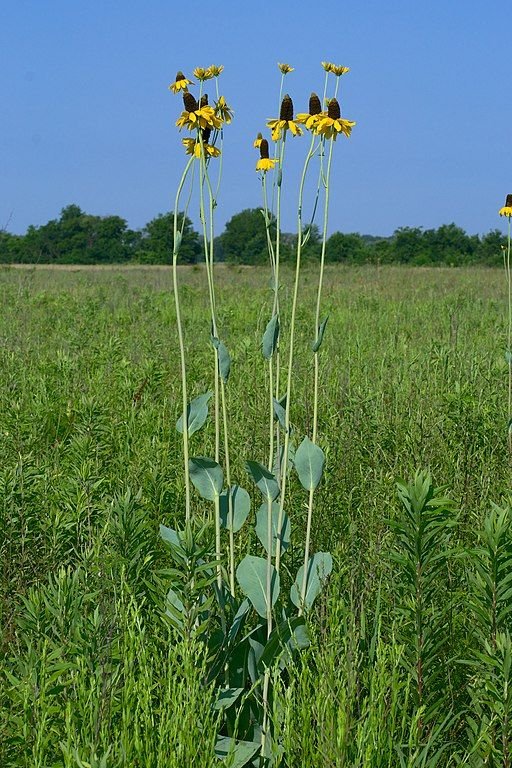 Como plantar Rudbeckia maxima (Rudbeckia maxima)_1